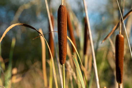 reeds and water