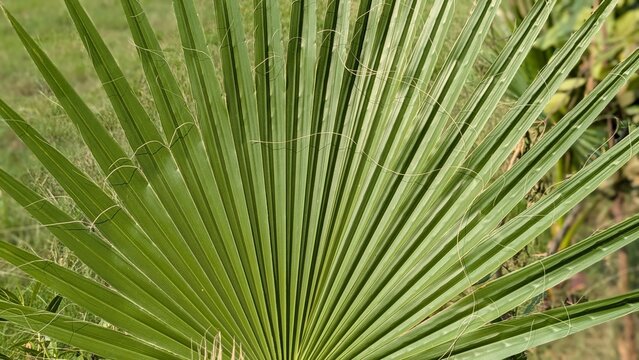 Large green palm leaf showing intricate natural textures and sharp parallel veins under bright sunlight in a vibrant tropical garden