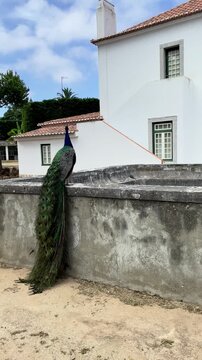 Peacock standing on stone wall with long trailing tail feathers