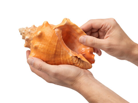 Holding large orange conch sea shell with both hands on transparent background
