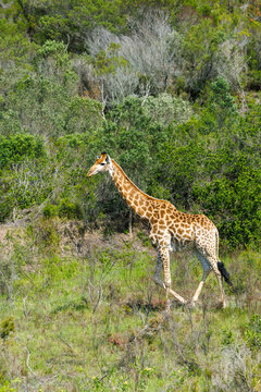 Giraffe on safari in South Africa