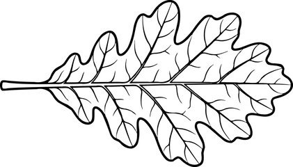 Fototapeta premium Black and white outline illustration of a single large oak leaf with detailed veins, isolated on white.