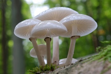 Beautiful white forest mushrooms - Mucidula mucida, Oudemansiella mucida, commonly known as porcelain fungus © Iwona
