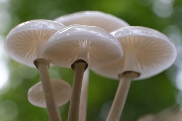Beautiful white forest mushrooms - Mucidula mucida, Oudemansiella mucida, commonly known as porcelain fungus © Iwona