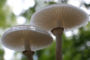 Beautiful white forest mushrooms - Mucidula mucida, Oudemansiella mucida, commonly known as porcelain fungus © Iwona