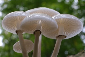 Beautiful white forest mushrooms - Mucidula mucida, Oudemansiella mucida, commonly known as porcelain fungus © Iwona