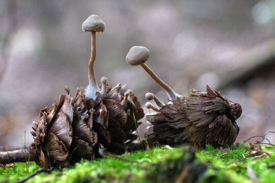 Tiny mushrooms.most likely Baeospora myosura    (conifer cone) or  Strobilurus are growing on spruce cones in the forest.