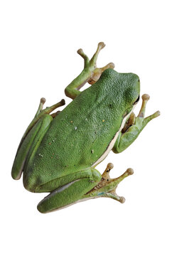 green tree frog on transparent background