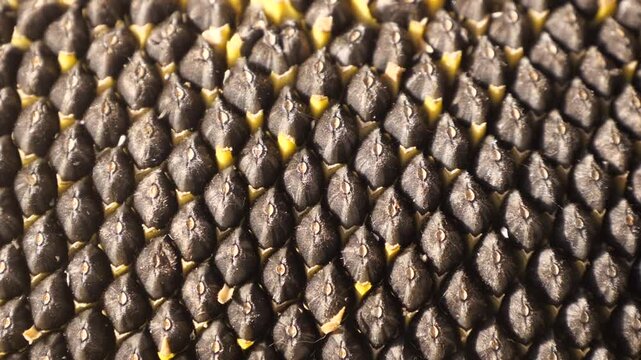 Sunflower Head Close Up