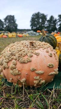 Warziger orangefarbener Zierk&uuml;rbis auf einem K&uuml;rbisfeld im Herbst, ungew&ouml;hnliche K&uuml;rbissorte und saisonale Ernte