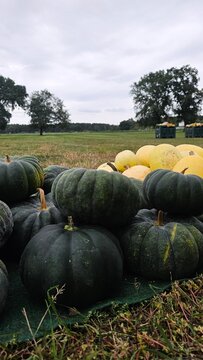Dunkelgr&uuml;ne K&uuml;rbisse auf einem K&uuml;rbisfeld im Herbst, saisonale Ernte mit verschiedenen K&uuml;rbissorten