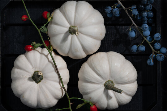 Three white pumpkins are photographed in a black wooden box. Blue sloes and red rose hips lie next to them.