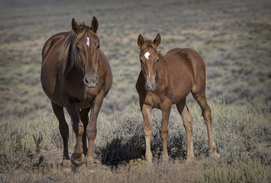 Sabe and filly Wicca, Wild Mustangs of the Sand Wash Basin in Maybel, Colorado
