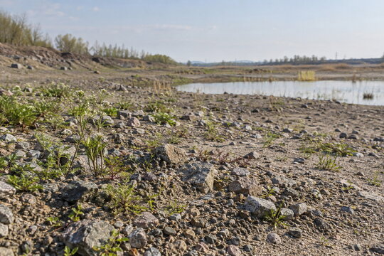 白い野草と小さな水域が見える礫質の開けた生息地の自然回復風景