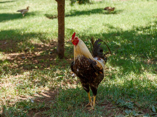 A portrait of a domestic rooster on a green lawn. A beautiful rooster against a natural backdrop. © Flower_Garden