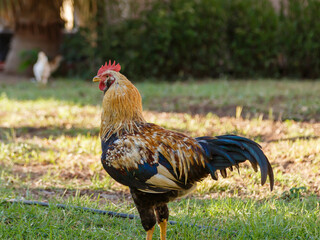 A portrait of a domestic rooster on a green lawn. A beautiful rooster against a natural backdrop. © Flower_Garden