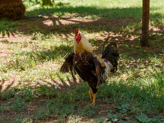 A portrait of a domestic rooster on a green lawn. A beautiful rooster against a natural backdrop. © Flower_Garden