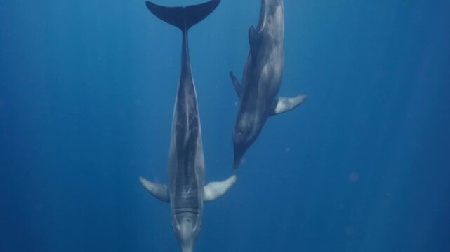 Delfines Steno Bredanensis Golfo de M&eacute;xico