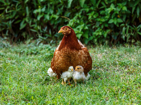 A brooding hen takes care of her chicks. Domestic chickens. Domestic poultry.