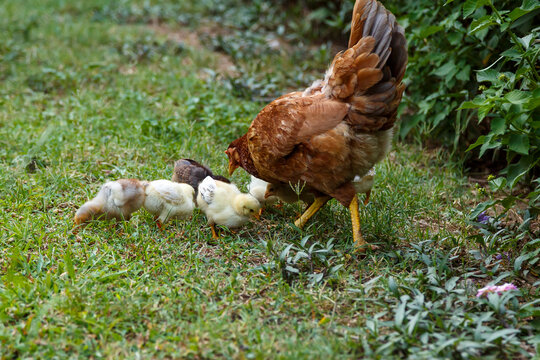 A brooding hen takes care of her chicks. Domestic chickens. Domestic poultry.