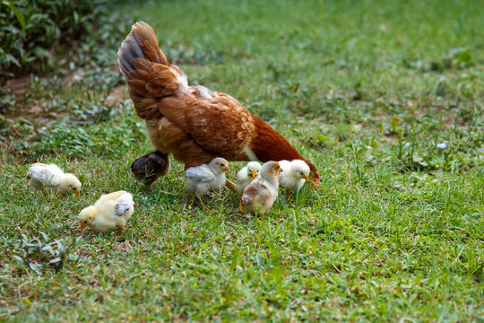 A domestic brooding hen with chicks on the lawn. The hen is teaching the chicks to look for food. Cute domestic birds.
