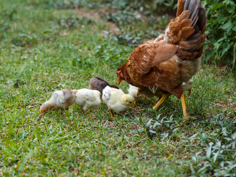 A brooding hen teaches chicks to look for food and feed themselves. Pets. Domestic bird.