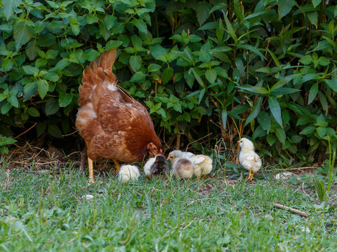 A domestic brooding hen with chicks on the lawn. The hen is teaching the chicks to look for food. Cute domestic birds.