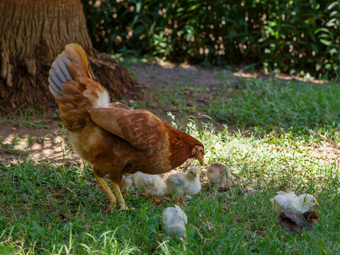 A domestic brooding hen with chicks on the lawn. The hen is teaching the chicks to look for food. Cute domestic birds.