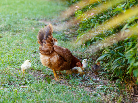 A brooding hen teaches chicks to look for food and feed themselves. Pets. Domestic bird.