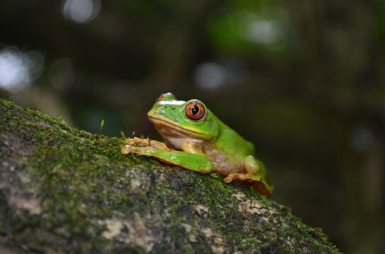 Vivid green Natal Tree Frog resting on a mossy log in the coastal forest of Umlalazi Nature Reserve, South Africa