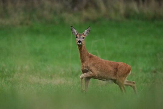 A roe deer in the nature habitat. Wildlife scene with a deer. Capreolus capreolus.  A doe walks on the meadow. 