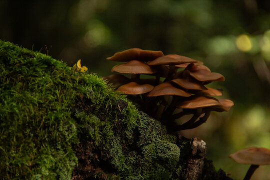 moss on tree