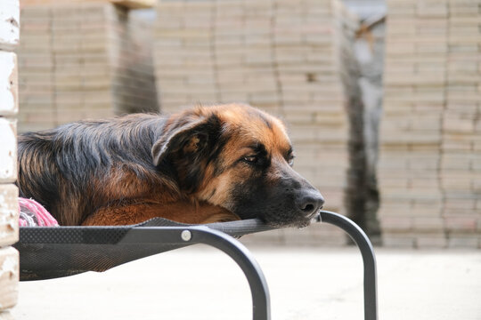 relaxed German shepherd lying on fabric dog bed in the backyard