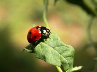 Fototapeta premium red ladybug on a plant