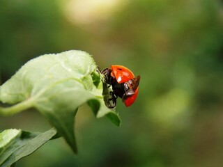 red ladybug on a plant © oljasimovic