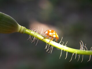 small yellow ladybug on a plant © oljasimovic
