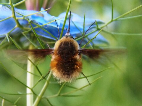 the beetle flies towards the flower