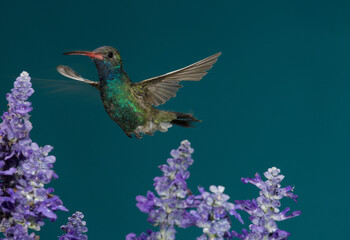 Fototapeta premium Broad-tailed hummingbird in flight