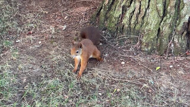 Alert wild red squirrel with fluffy fur sitting on forest floor near pine tree trunk shaking legs affected by crawling ants before climbing up bark in natural habitat.