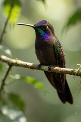 Obraz premium Brown violet ear hummingbird perches on mossy branch. Small bird with iridescent purple and green throat feathers rests in lush green forest. Focus on avian beauty and jungle habitat.