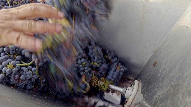 Loading dark grape bunches into winemaking equipment