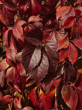 Autumn background with dark red and burgundy wild grape leaves. Fall seasonal foliage texture