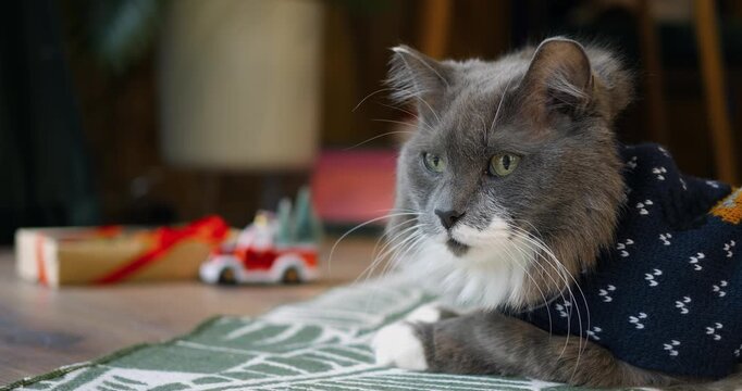 Fluffy grey cat wearing knitted winter sweater rests calmly indoors on patterned rug. Domestic feline looks around curiously beside wrapped presents and miniature holiday decorations.