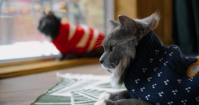 fluffy domestic cat dressed in blue winter pullover relaxes calmly near window during cold season. adorable longhair feline lounges on mat inside comfortable home beside friend in background.