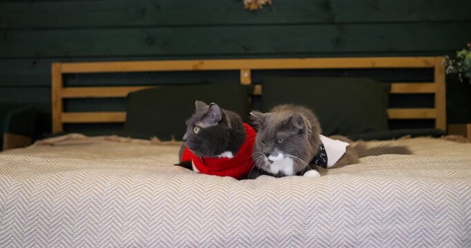 Charming domestic felines lounging on patterned blanket wear cozy knitted garments. Sweet companion cats look around patiently from soft bed inside comfortable modern home interior setting.