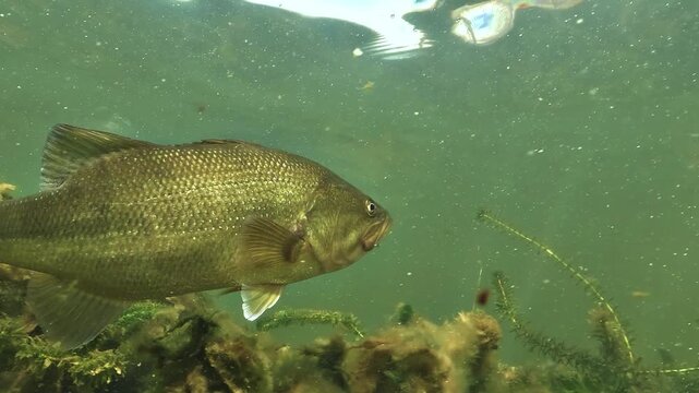 Close profile view of a golden largemouth bass underwater. The body shows no black lateral line. Scales fins and gill cover are visible in detail.