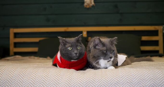 Two cats wearing knit sweaters lie on cozy bed, looking around with curious and uncomfortable expressions. Felines remain resting side by side indoors while dressed in warm holiday apparel.