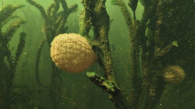 The camera stays close to a jelly like bryozoan colony growing in still fresh water. Its lobed surface catches the light and reveals the fine pattern of zooids that cover the mass.