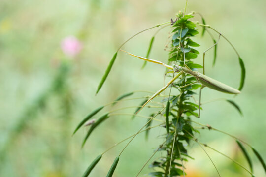 Face of a Praying mantis looking up at the camera from a spider flower plant.