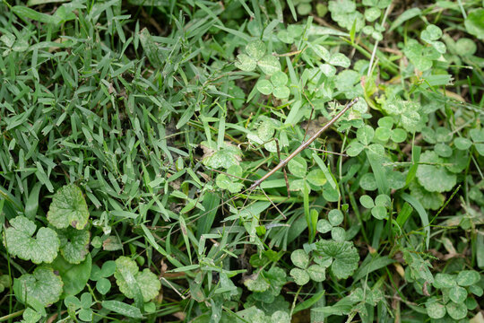 A walking stick insect bug camouflaged as a twig in the grass and clover.